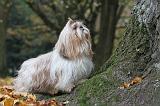 SHIH TZU 149